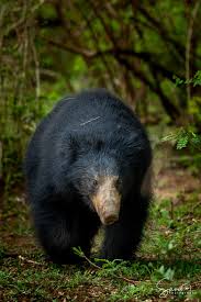 Sloth Bear